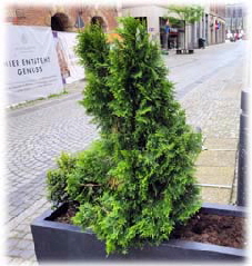 09.28.2023-Aussenpflanze-fe 09.28.2023-Aussenpflanze-fe
