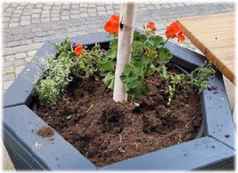 06.23.2025-Birke-ohne-blume